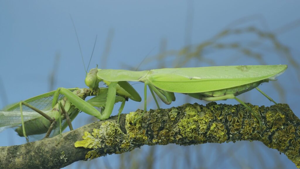 Why does the praying mantis eat the male?