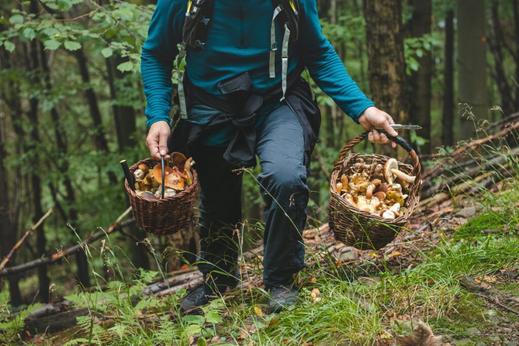 Edible and poisonous mushrooms in Italy: what they are and how to collect them safely