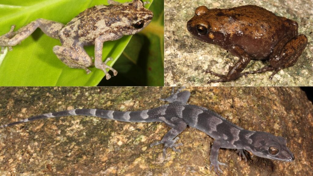 Two new species of frog and one of gecko have been discovered hiding among rocks in Australia