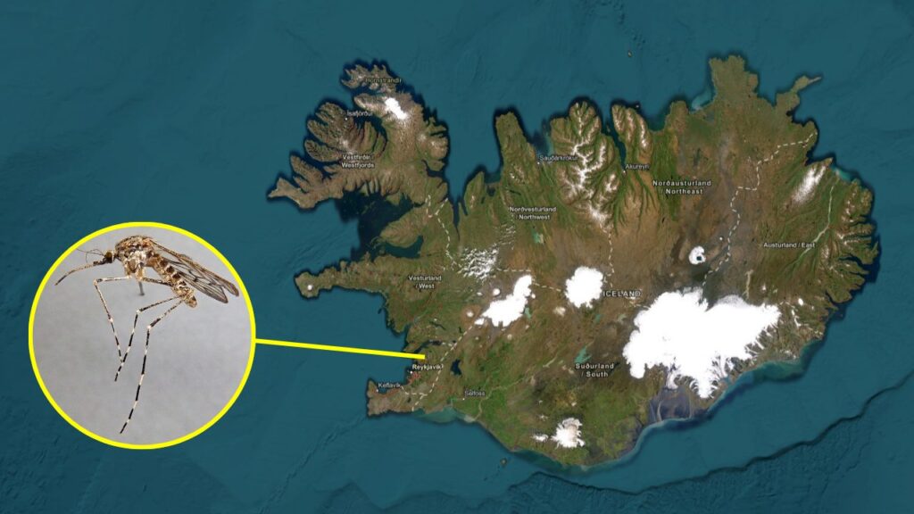 Mosquitoes arrive in Iceland for the first time: the characteristics of the Culiseta annulata species