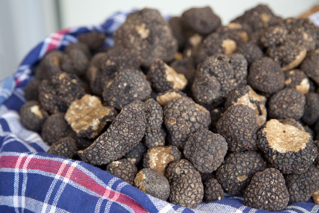 How truffles are made, why they have a "gas smell" and the main types in Italy