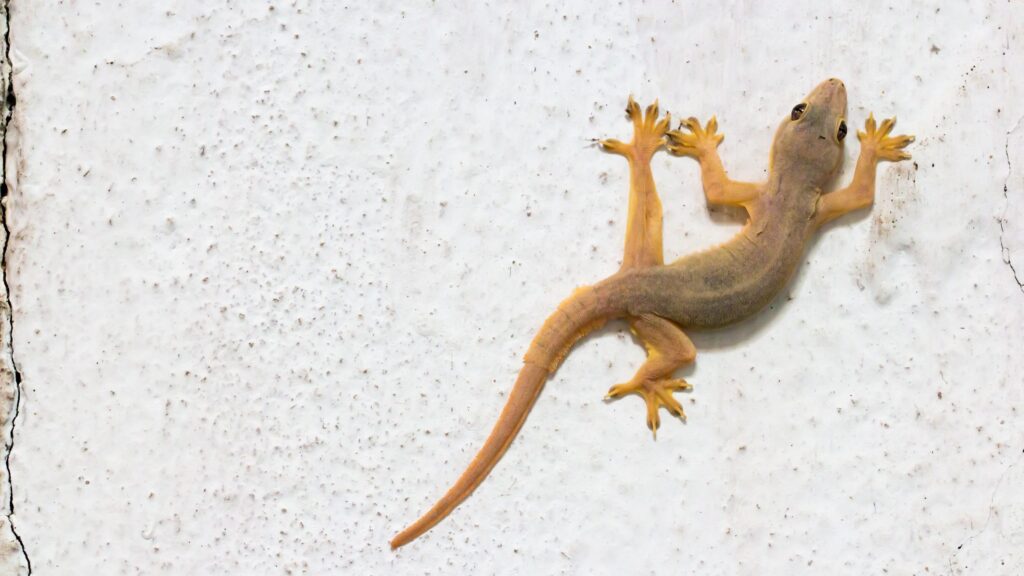 Why the gecko is said to bring good luck: the meaning in different cultures