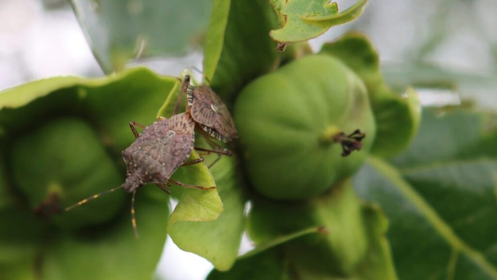 Why the Asian brown bug is dangerous for Italian crops: how it damages agriculture