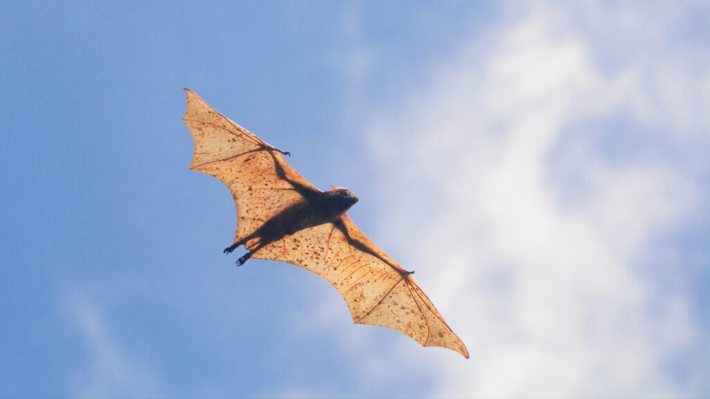 The largest bat in the world has a wingspan of 1.5 meters: where it lives