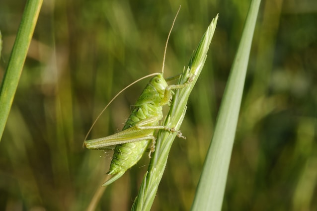crickets limb regeneration