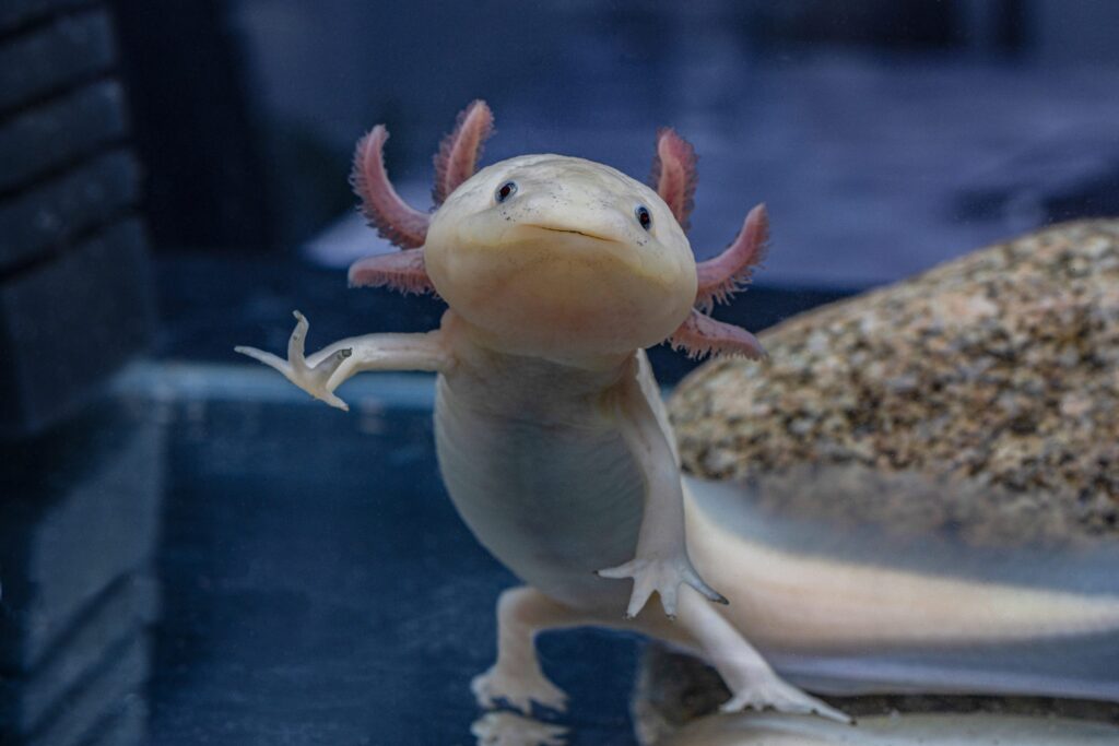 The key mechanism for axolotl limb regeneration discovered: here's how it happens