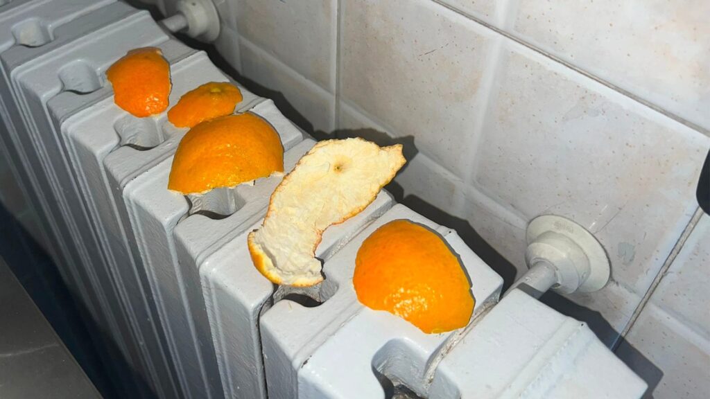 How mandarin peels on the radiator make the house smell good and the differences with other citrus fruits