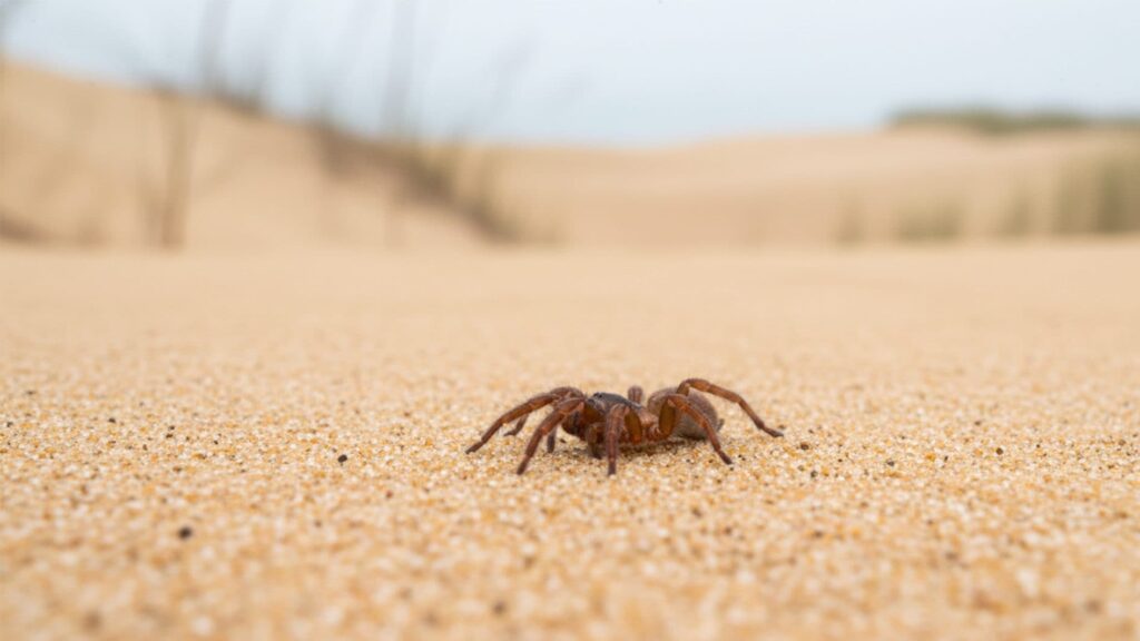 A new species of trapdoor spider discovered hidden under the sand of California