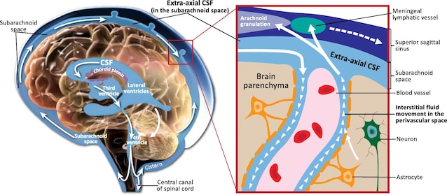 cerebral fluid circulation