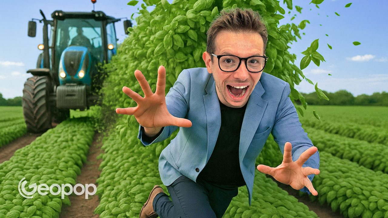 From the basil fields to the jar of pesto: we show you the industrial process and the care behind it