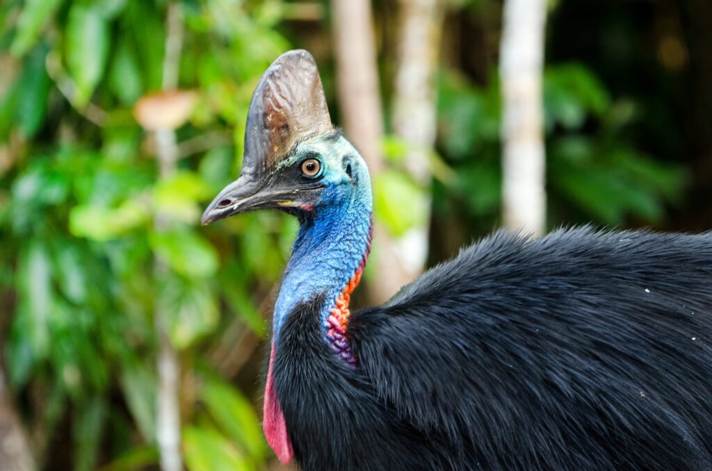 The cassowary, despite being 2 meters tall and with sharp claws, is not the most dangerous bird in the world