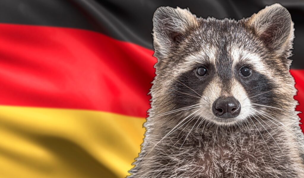Germany has a serious raccoon problem: there are more than 2 million of them