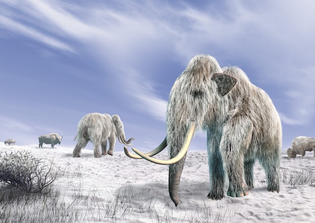 permafrost mammoth