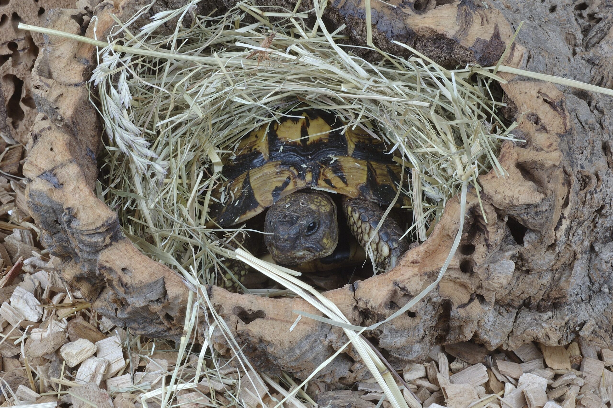 How to understand when land turtles hibernate: how it works and what to do