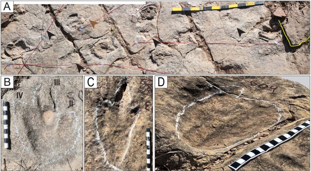More than 16,000 dinosaur footprints discovered in an ancient lake in Bolivia