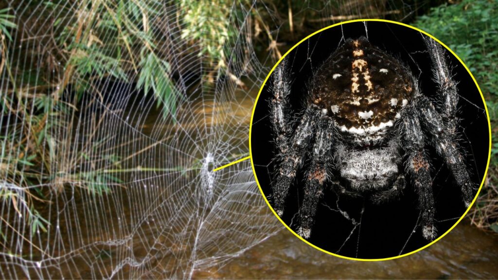 The strongest web in the world is that of female Darwin's bark spiders