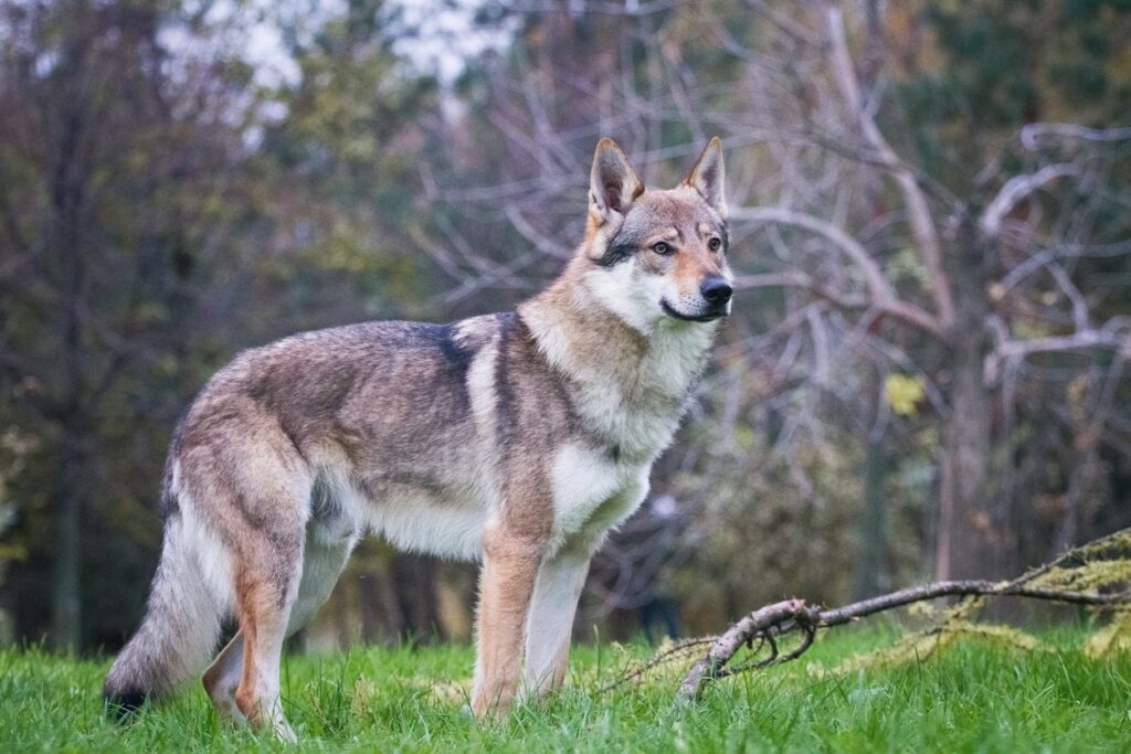 Origins of the Czechoslovakian Wolfdog: a breed with the appearance of a wolf and the character of a dog