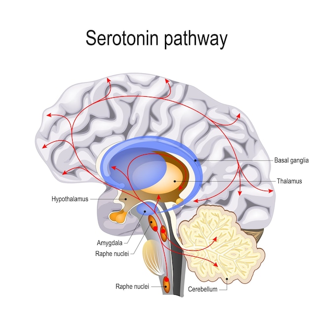 serotonin neurons