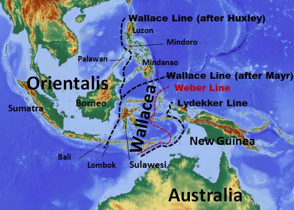 There is an invisible line that divides Asia from Oceania that animals (almost) never cross