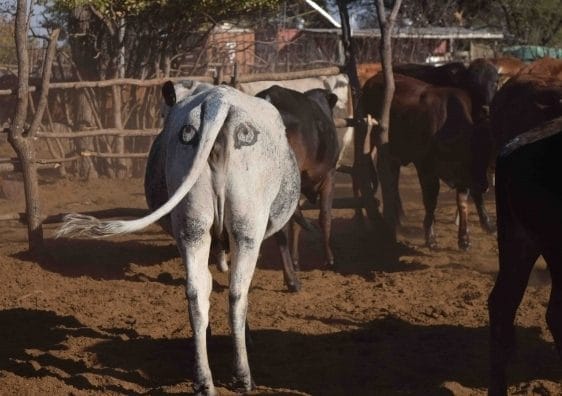 Eyes painted on cows' bottoms to protect them from predators: do they save livestock?
