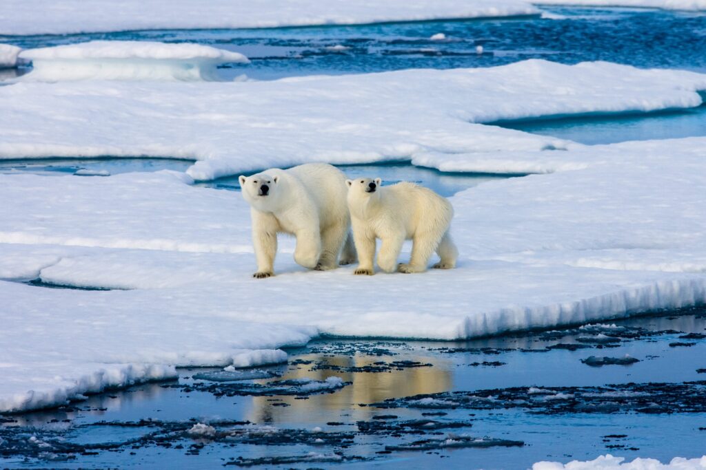 Polar bear DNA is adapting to climate change: here's how
