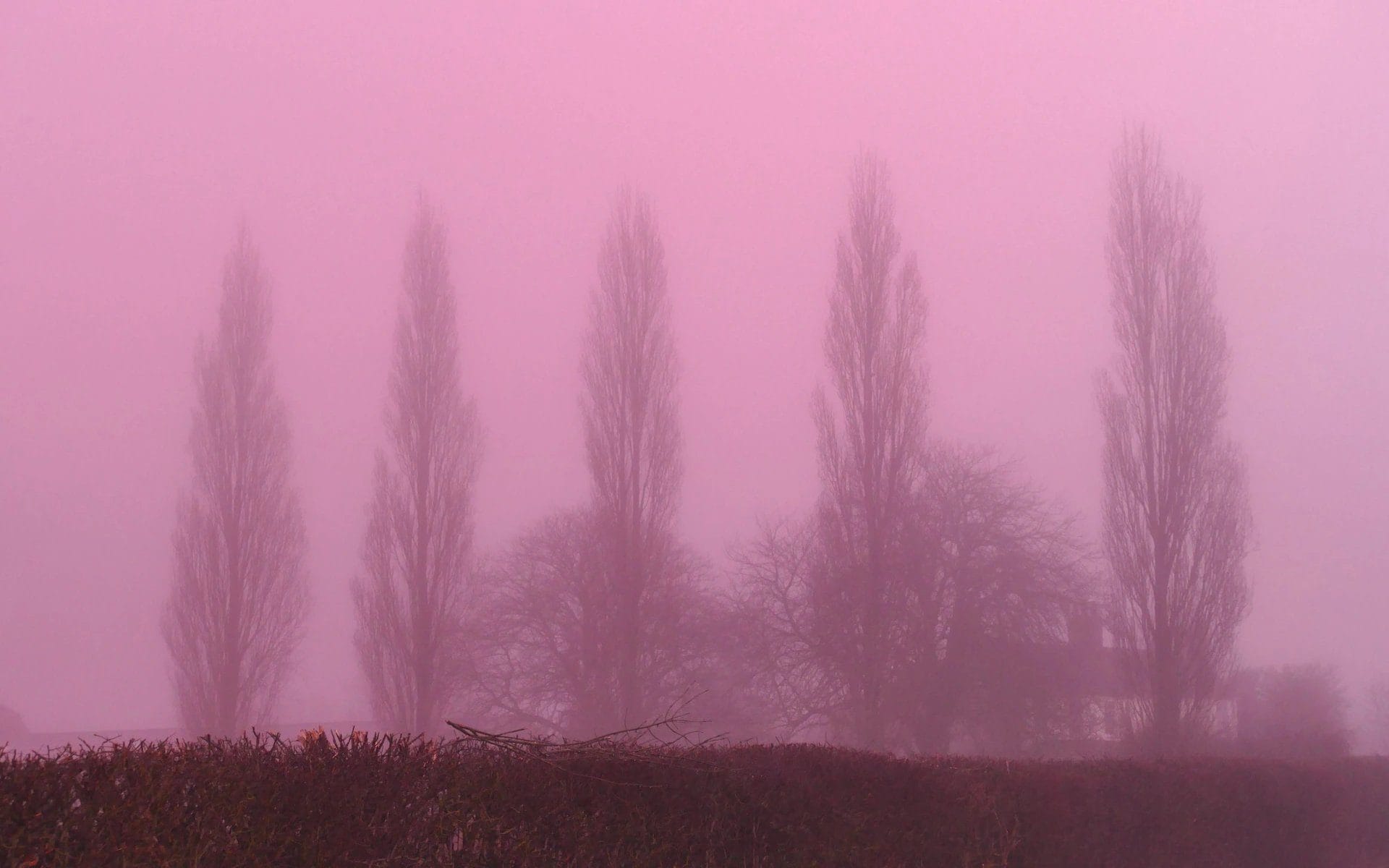 A pink fog has enveloped the United Kingdom: the explanation for the rare phenomenon is physics, not chemistry