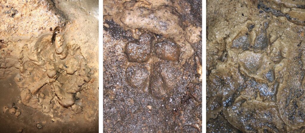 The oldest traces of coexistence between dogs and humans dating back 14,400 years have been discovered in a cave in Liguria