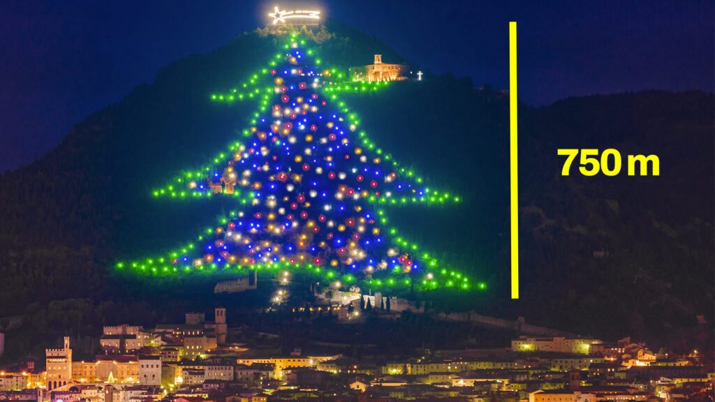 The largest Christmas trees in the world, what they are and where they are found: the tallest is over 750 meters tall