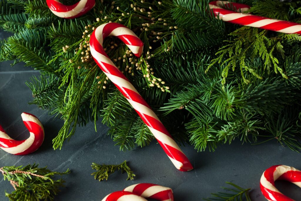 How were the famous red and white candy canes symbol of Christmas born?