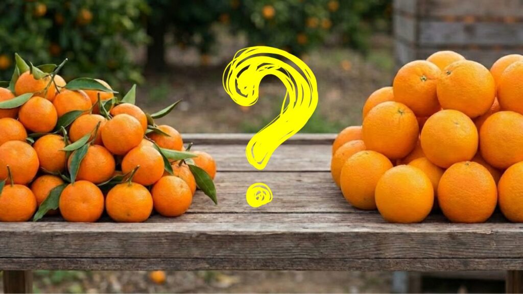 Which came first, the orange or the mandarin? The origin of the citrus fruits we eat today