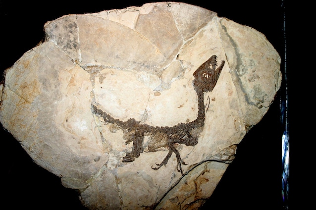 first fossils on earth