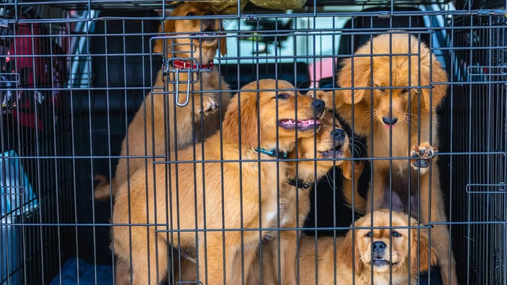 We have more dogs than children: by 2026, 13 thousand children have already been lost