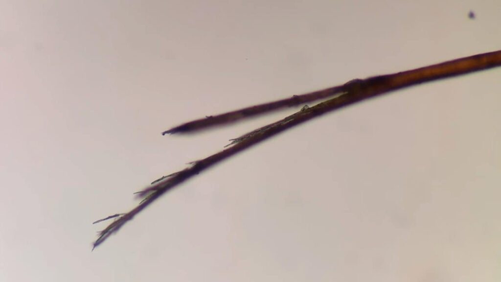 Why do split ends form? What it is and how to prevent trichoptylosis