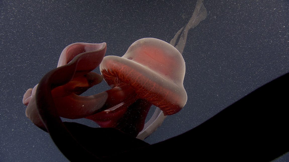 Giant ghost jellyfish spotted: a 10-metre species that lives in the abyss