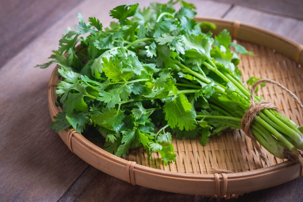 Because for many, coriander "tastes like soap": it is (also) a genetic question