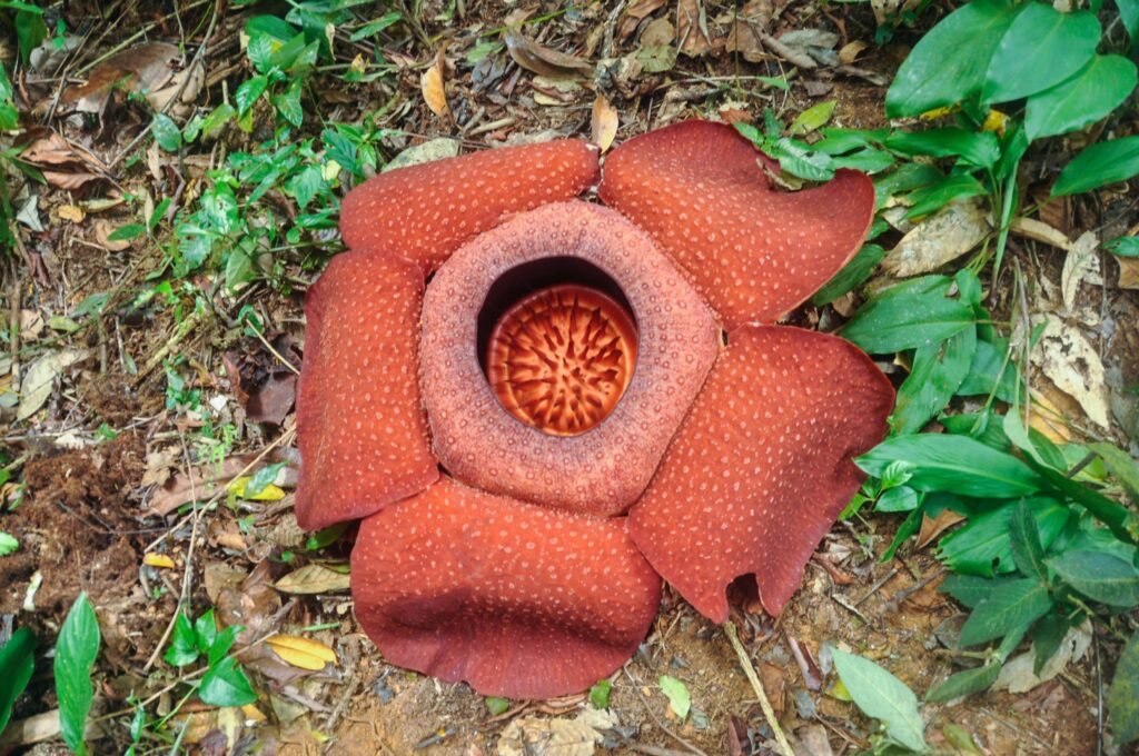 Rafflesia hasseltii, one of the smelliest flowers in the world that lives hidden in a vine