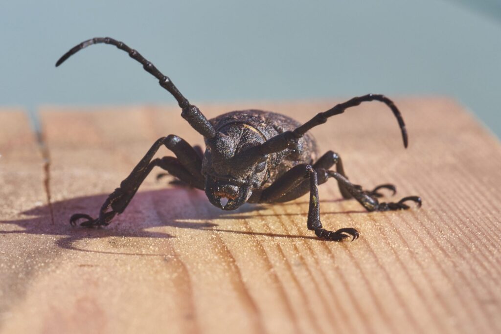 How to recognize woodworms and why finding marks on antique furniture can be a good sign