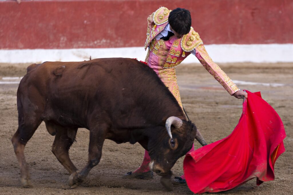 Is it true that the bull hates red? Let's dispel the myth