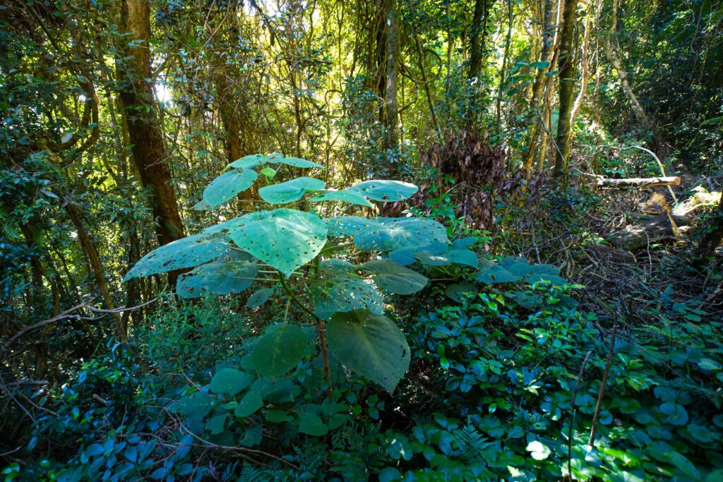 Dendrocnide moroides, is the most painful plant in the world whose sting hurts for months
