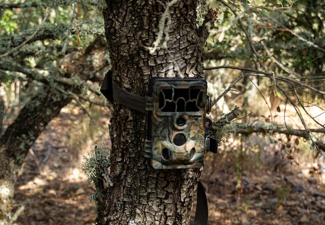 camera trap
