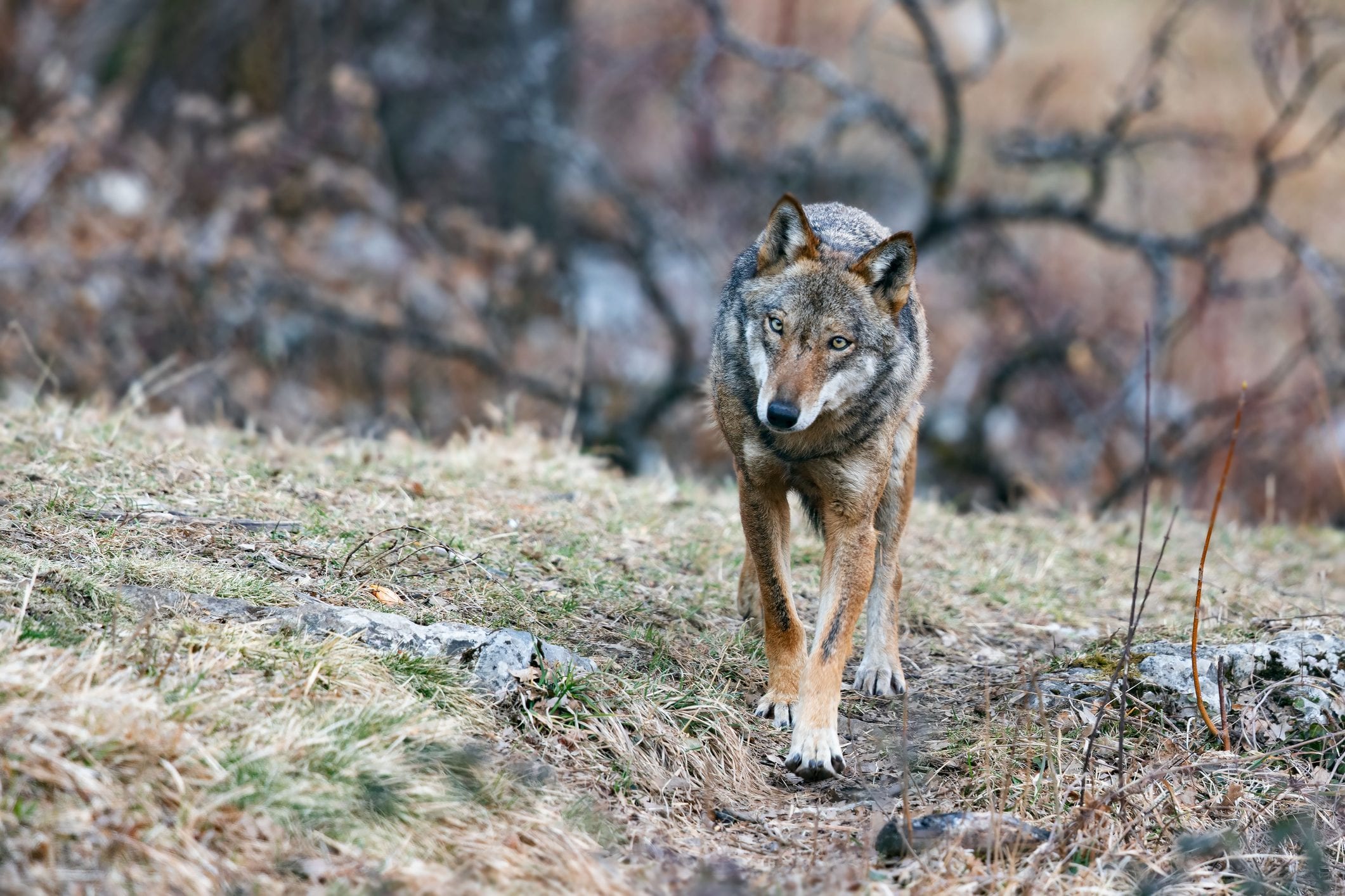 How many wolves are there in Italy and where they live: the map and data