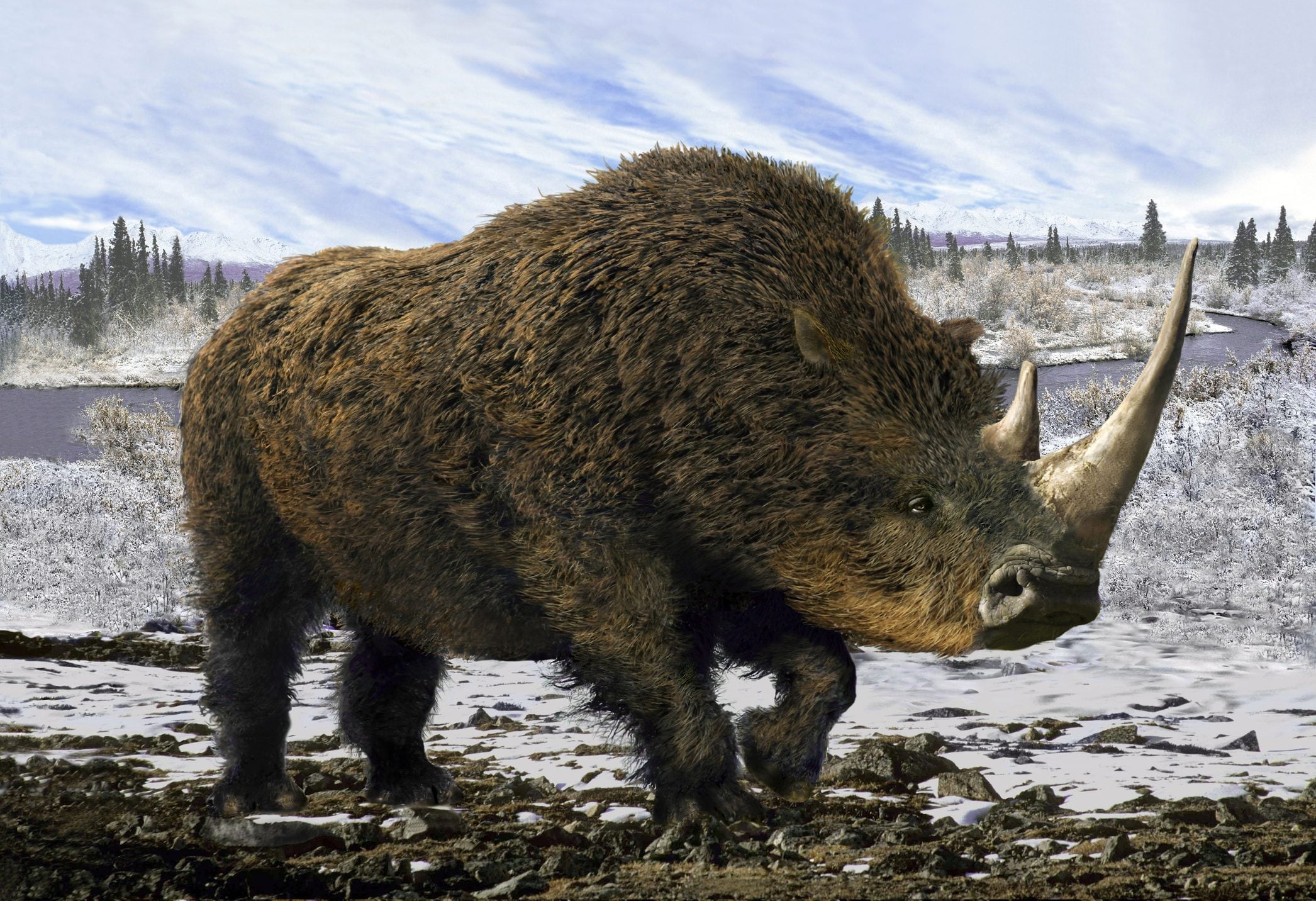 Woolly rhino DNA found in the stomach of a wolf: it dates back 14,000 years