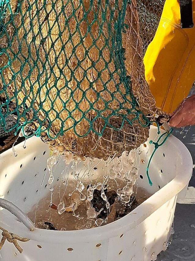 sea ​​walnut nets