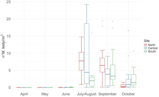 sea ​​walnut graphic