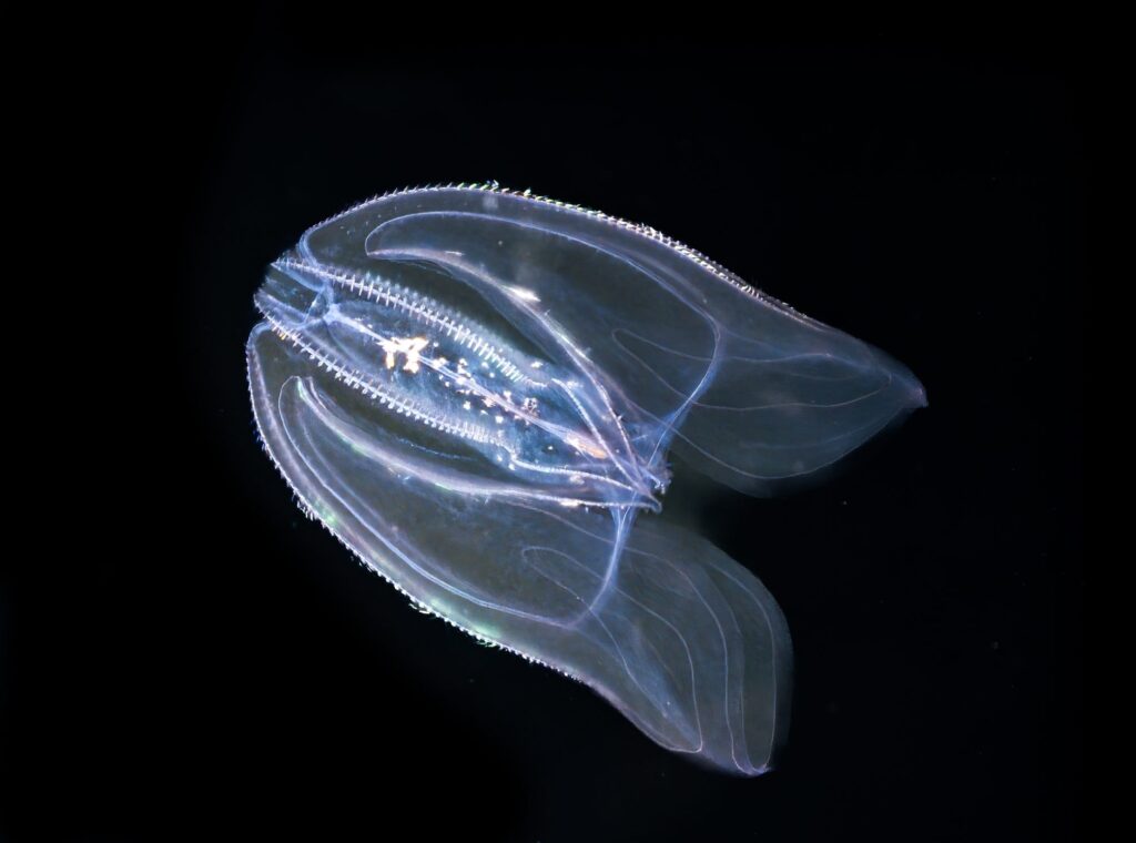 The sea nut invades the Venice Lagoon and threatens the local ecosystem
