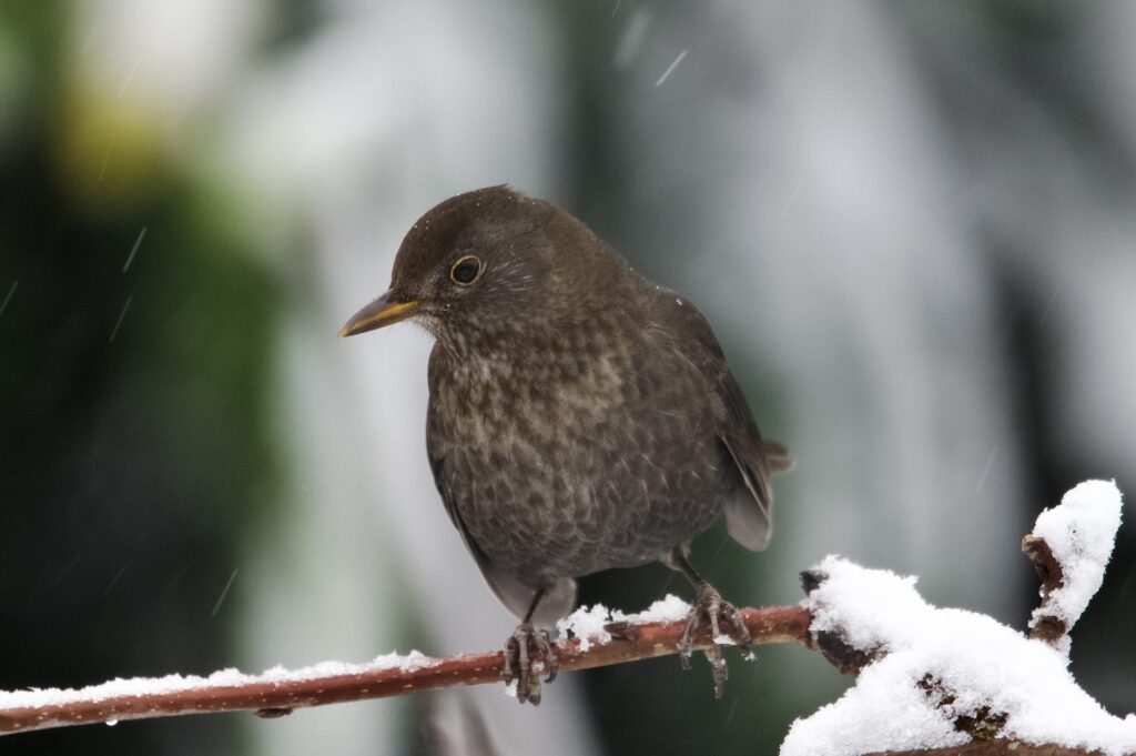 Who is the Blackbird, symbol of the coldest days of the year?
