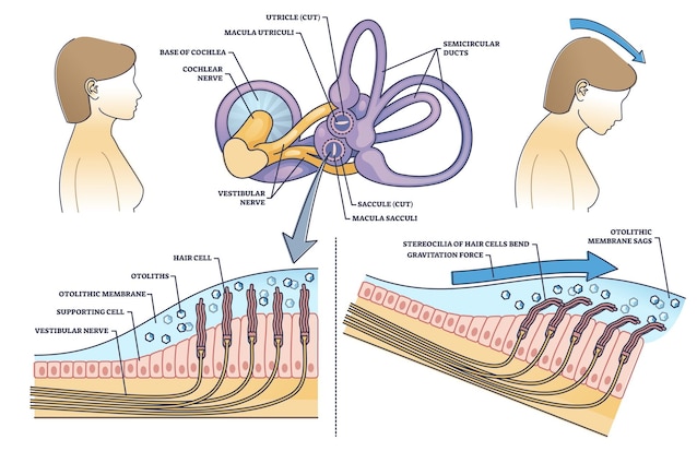 vestibular system
