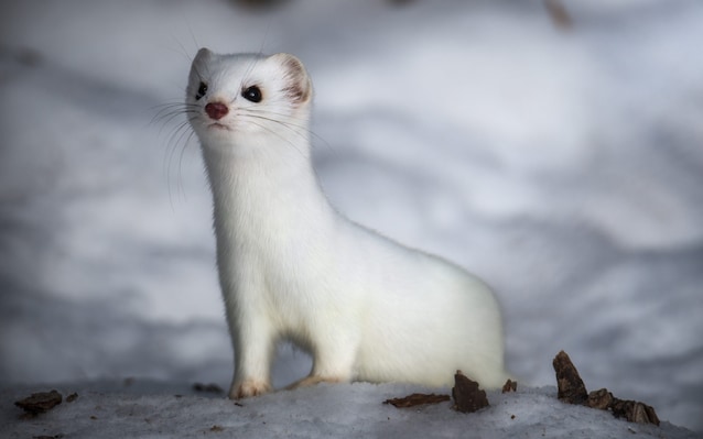 winter olympic stoats