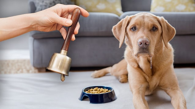 pavlov experiments conditioning dog behaviorism