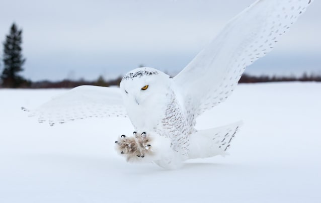 snow owl prey